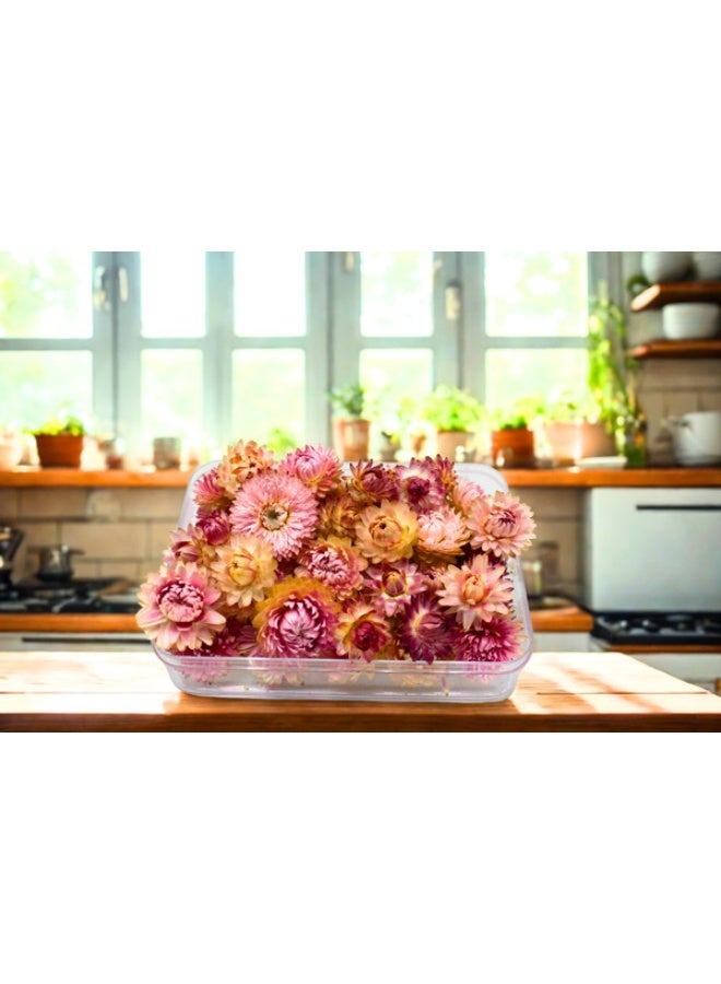 FANCY FLOWERS FANCY Natural Dried Strawflower Ready-to-Use Colorful, Home Accents & Long-Lasting Beauty Presented in their clear box, they make a thoughtful and unique gift used for resin potpourri, (White, M) - Image 1