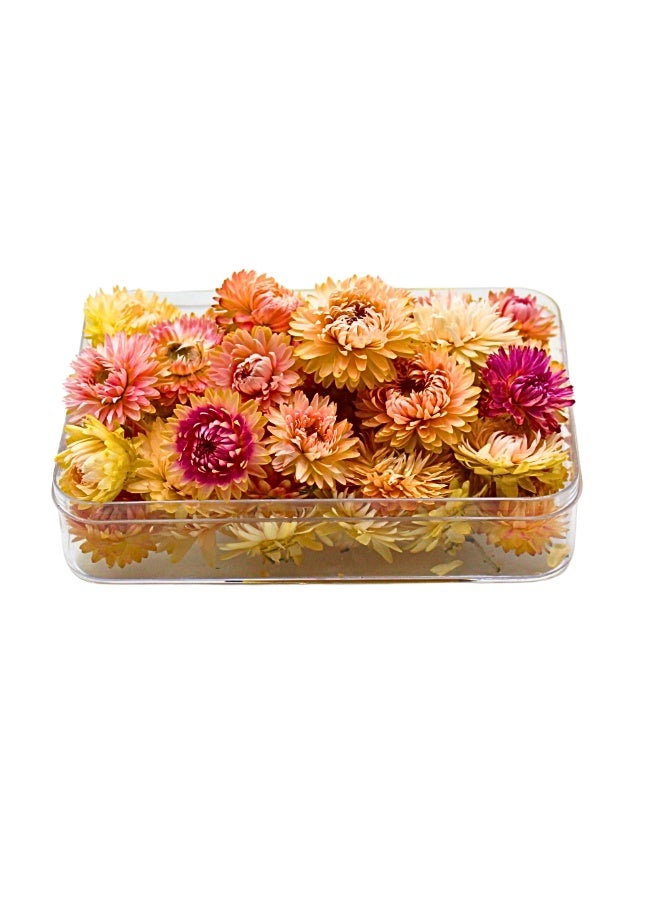 FANCY FLOWERS FANCY Natural Dried Strawflower Ready-to-Use Colourful, Home Accents & Long-Lasting Beauty Presented in their clear box, they make a thoughtful and unique gift used for resin potpourri, PINK -SMALL) - Image 5