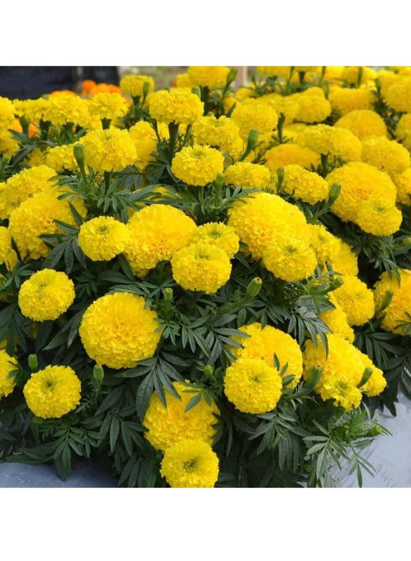 vsell24 Golden Garden Glow Marigold Seeds for Vibrant and Lush Blooms 3-Pack  - Image 2