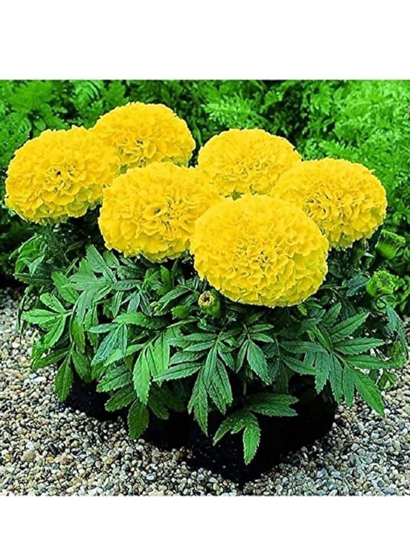 vsell24 Golden Garden Glow Marigold Seeds for Vibrant and Lush Blooms 3-Pack  - Image 1