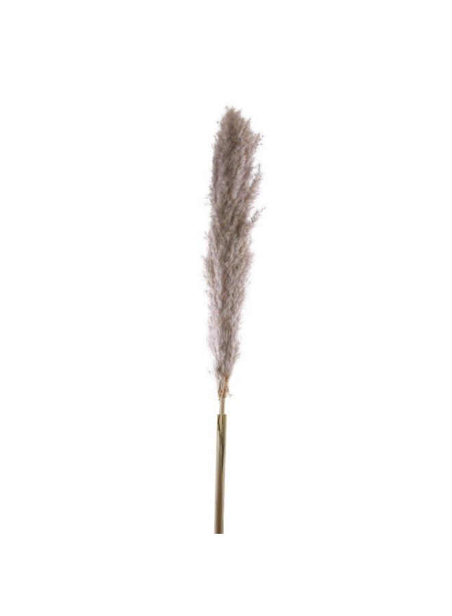 Pan Home Natural Dried Pampas Grass 110cm - Natural - 221AIC9901765 - Image 1