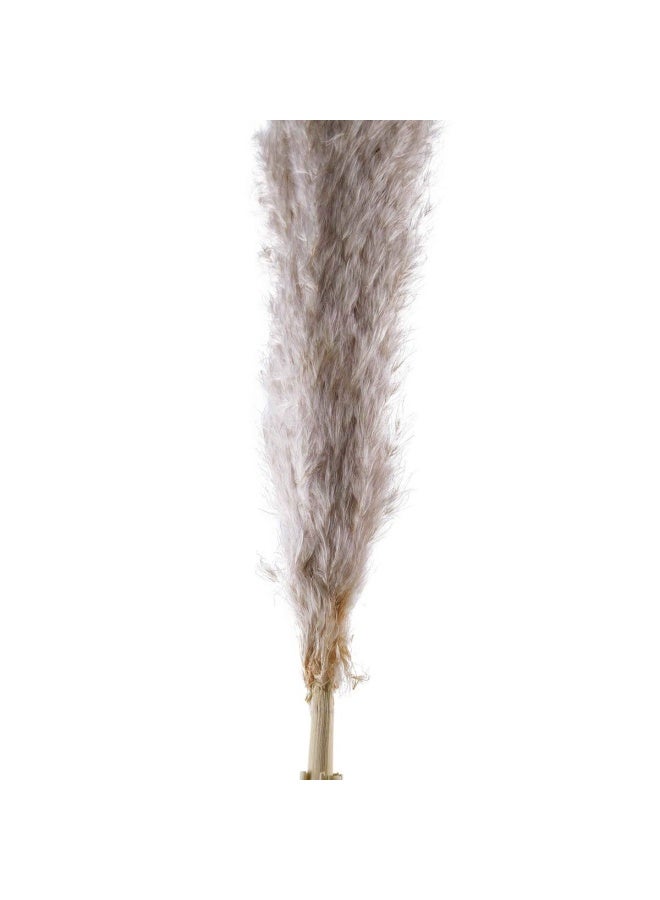 Pan Home Natural Dried Pampas Grass 110cm - Natural - 221AIC9901765 - Image 2
