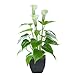 Beebel Artificial Flower Calla Lily Faux Small Potted Plant with Black Pot Fake Bonsai Flower for Home, Office, Indoor - Image 2