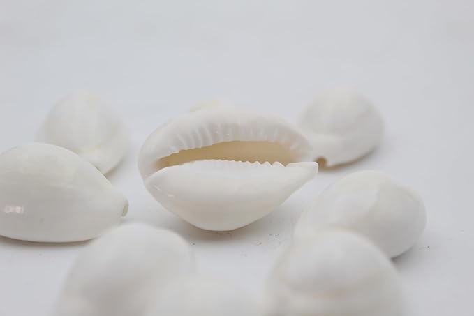 PlantaZee Natural White CowrieKaudiKawriKori Sea Shell For Puja And Multi Purpose Uses
