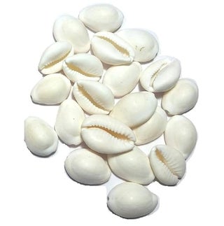 PlantaZee Natural White CowrieKaudiKawriKori Sea Shell For Puja And Multi Purpose Uses - pzsku/ZD3B83A8622DBFC625FE9Z/45/1746637570/89c03d8b-dea1-455d-8afb-fb9631286da6
