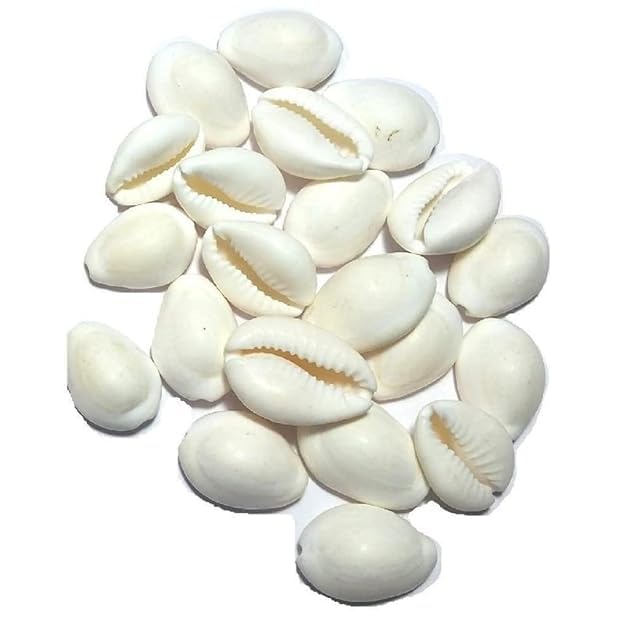 PlantaZee Natural White CowrieKaudiKawriKori Sea Shell For Puja And Multi Purpose Uses