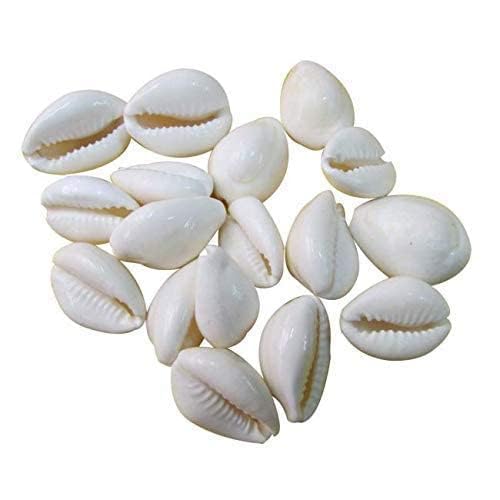 PlantaZee Natural White CowrieKaudiKawriKori Sea Shell For Puja And Multi Purpose Uses
