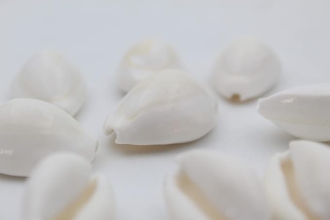 PlantaZee Natural White CowrieKaudiKawriKori Sea Shell For Puja And Multi Purpose Uses