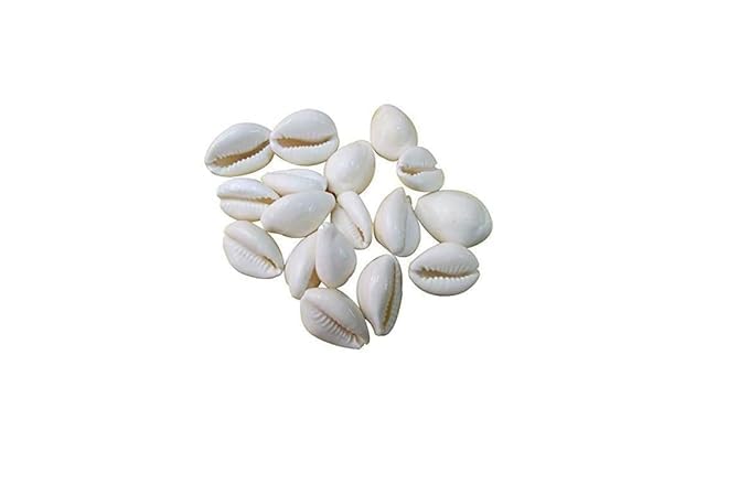 PlantaZee Natural White CowrieKaudiKawriKori Sea Shell For Puja And Multi Purpose Uses