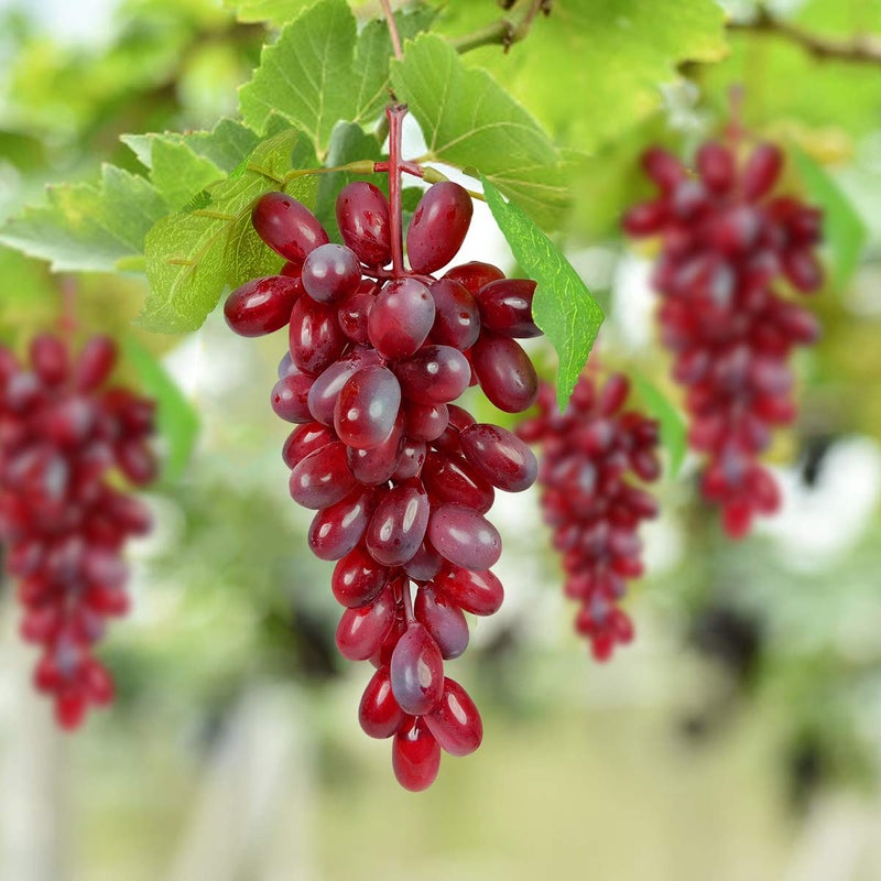 Crystu Hanging Artificial Grapes with Leaves Plastic Fake Fruit Food Home Decor for Table Decoration Combo Pack of 3 pc - Image 2