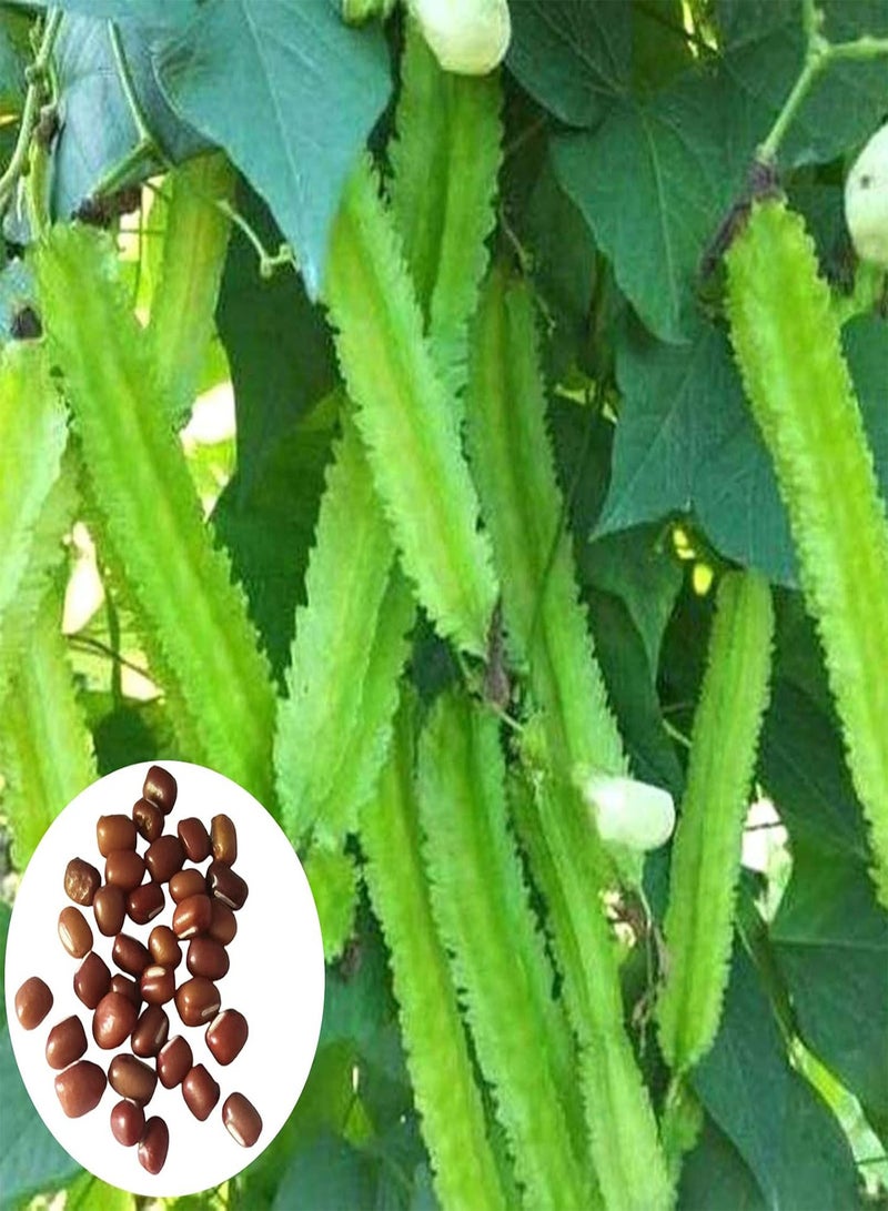 GGOOT seeds 200Pcs/Bag Quadrilateral Bean seeds Need Water Open Pollinated Green Easy Survival Garden seeds For Yard Green - Image 1