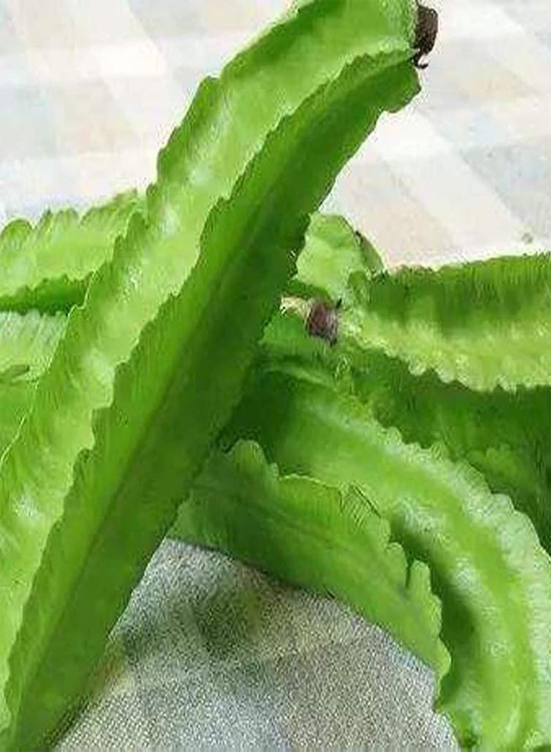 GGOOT seeds 200Pcs/Bag Quadrilateral Bean seeds Need Water Open Pollinated Green Easy Survival Garden seeds For Yard Green - Image 3