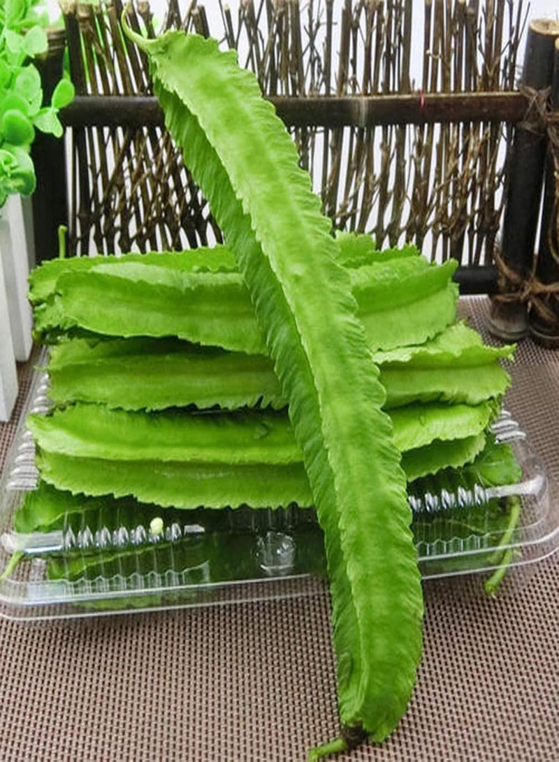 GGOOT seeds 200Pcs/Bag Quadrilateral Bean seeds Need Water Open Pollinated Green Easy Survival Garden seeds For Yard Green - Image 5