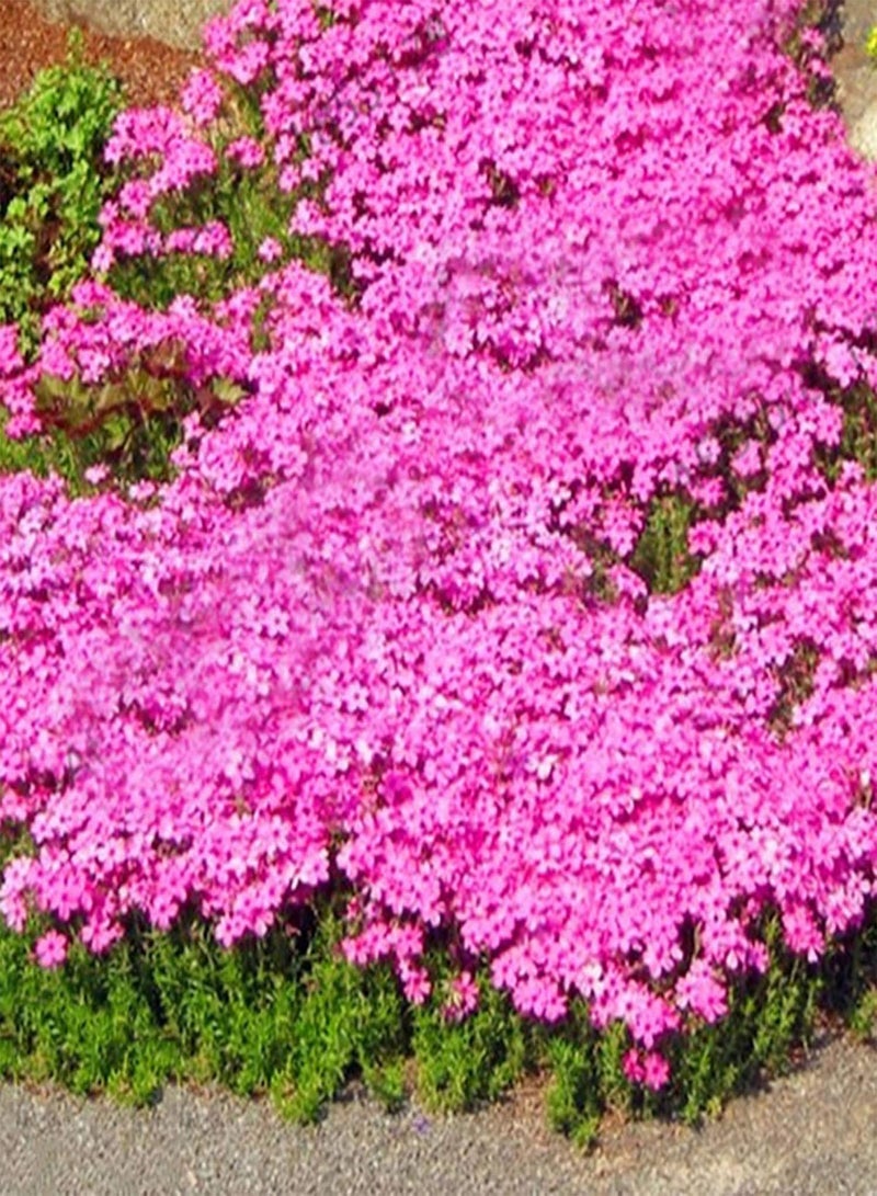 GGOOT 500Pcs Rock Cress Seeds Perennial Ground Cover Carpet Flower Seeds Evergreen Plant Seeds for Garden Lawn Park Decor Pink - Image 1