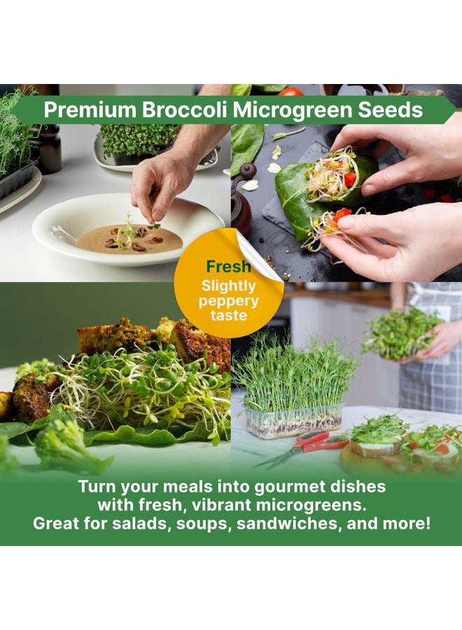 Organo Republic Broccoli Sprouting & Microgreens Seeds - Non-GMO, Heirloom Sprout Seeds Kit, 1lb Resealable Bag for & Growing Microgreens in Soil, Coconut Coir, Aerogarden & Hydroponic - Image 5