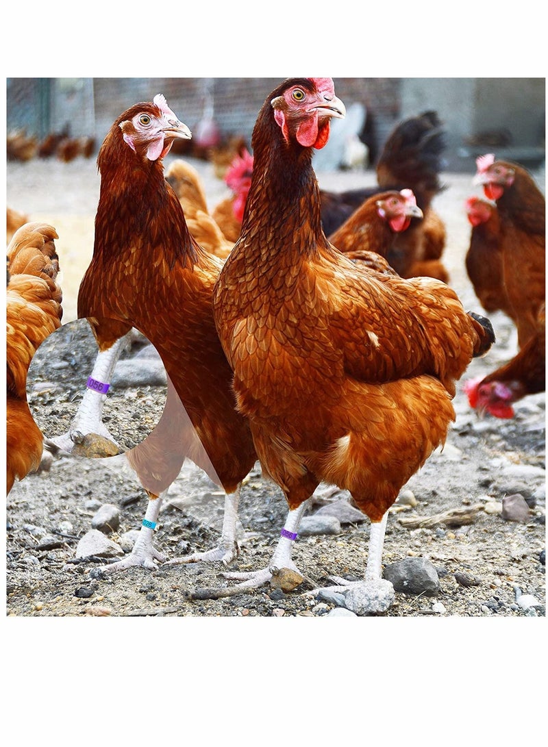 Chicken Leg Rings, Numbered Bands, Colorful Poultry Clip-on Ankle for Ducks Chicks  eons Goose, 100 Pieces, 5 Colors - Image 5