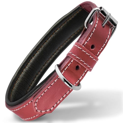 Filbert Leather Dog Collar, Genuine Leather Collar for Medium Dogs, Premium, Luxury Padded, Strong, Adjustable for All Breeds, Heavy Metal Buckle, Ultra-Durable, Red - Image 1