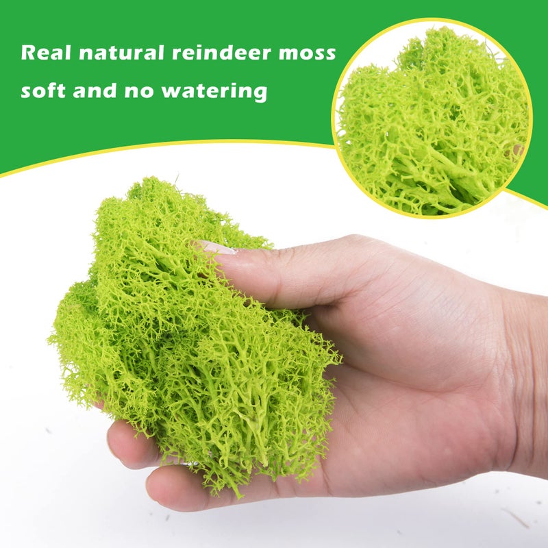 Tmovjxv 6 Colors Preserved Moss-16.9 OZ Natural Reindeer Moss-Moss for Crafts, Potted Plants Floral Arrangements Home Artistic Garden Decoration - Image 3