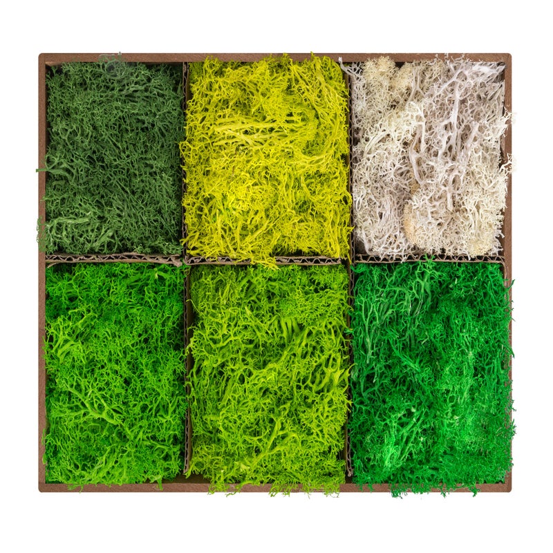 Tmovjxv 6 Colors Preserved Moss-16.9 OZ Natural Reindeer Moss-Moss for Crafts, Potted Plants Floral Arrangements Home Artistic Garden Decoration - Image 1