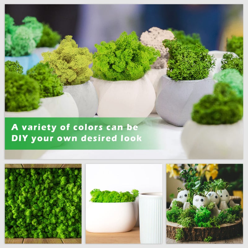 Tmovjxv 6 Colors Preserved Moss-16.9 OZ Natural Reindeer Moss-Moss for Crafts, Potted Plants Floral Arrangements Home Artistic Garden Decoration - Image 5