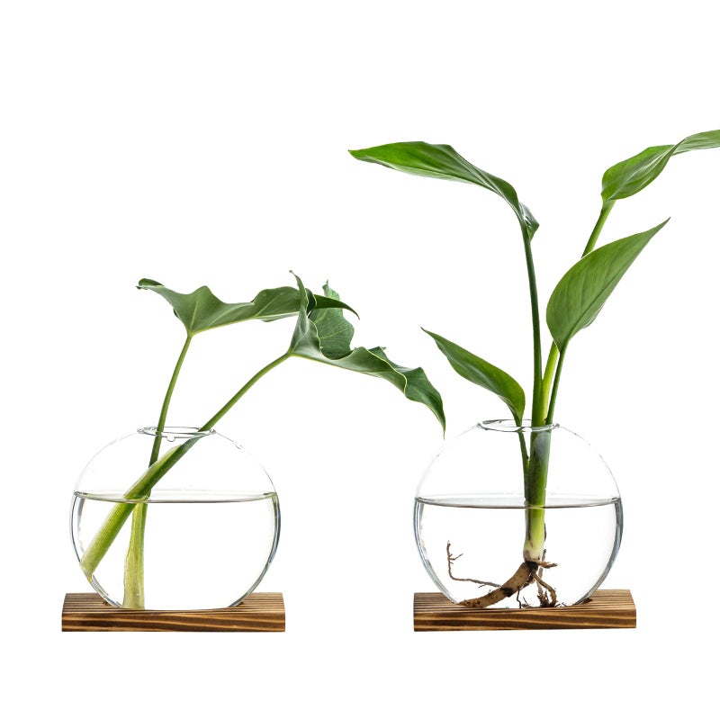 CHPINDAM Propagation Vases for Plants - Glass Terrarium Planter with Wooden Stand, Small Desktop Oblate Hydroponic Propagation Vases for Modern Home & Office Decor (2) - Image 1