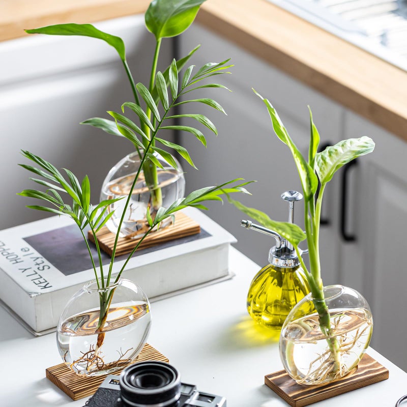 CHPINDAM Propagation Vases for Plants - Glass Terrarium Planter with Wooden Stand, Small Desktop Oblate Hydroponic Propagation Vases for Modern Home & Office Decor (2) - Image 5