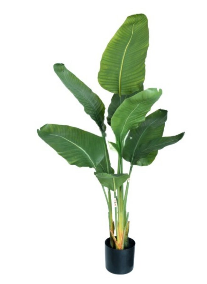 HRT WALL Strelitzia Nicolai Wild banana bush 108 cm - green 