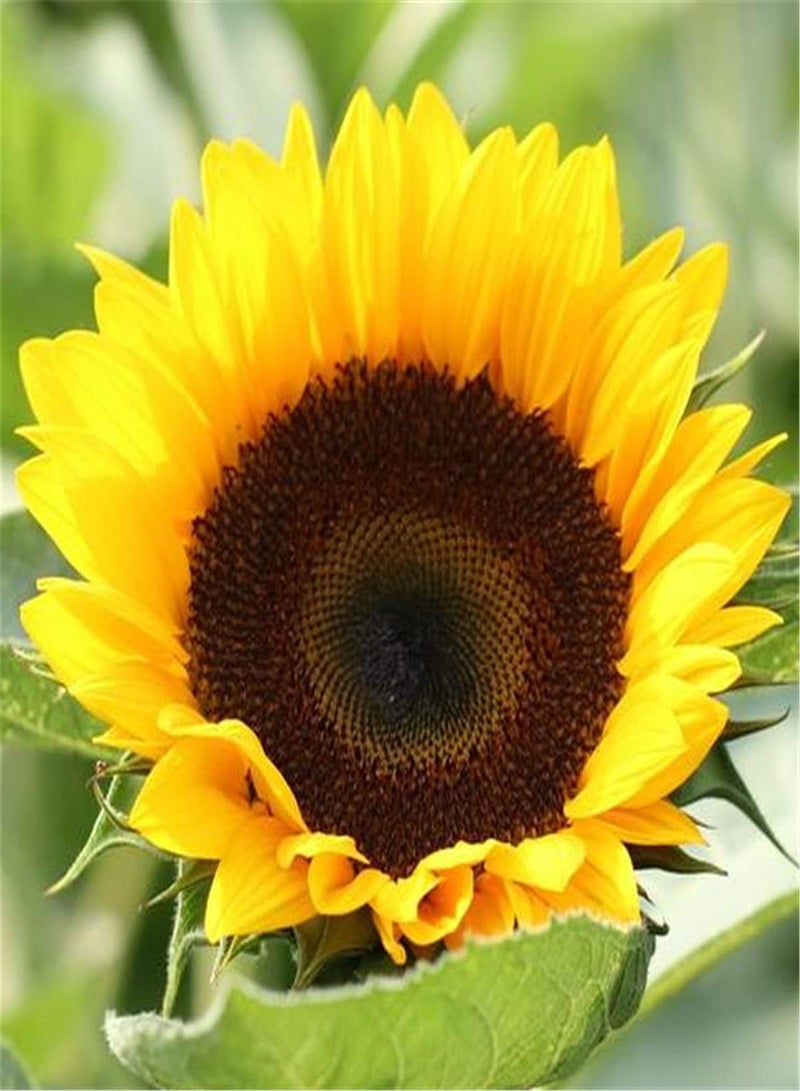 GGOOT Imported Sunflower Seeds Potted Garden Plants Flower Seeds UK Enjoy Fun of Planting Perennial Herb Heirloom Garden Seeds-500pcs - Image 1