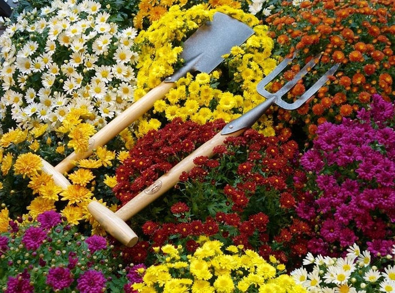 DeWit Perennial Spade – Long Handle | Compact Garden Digging Tool | T-Handle | Tempered Boron Steel Blade | Ash Wood | 38” Length - Image 4
