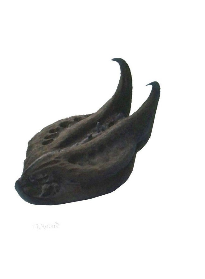 Pmw Baghi Nakhi Bichhu Phal - Kaknasa Martynia Annua 25 Pieces. - Image 4