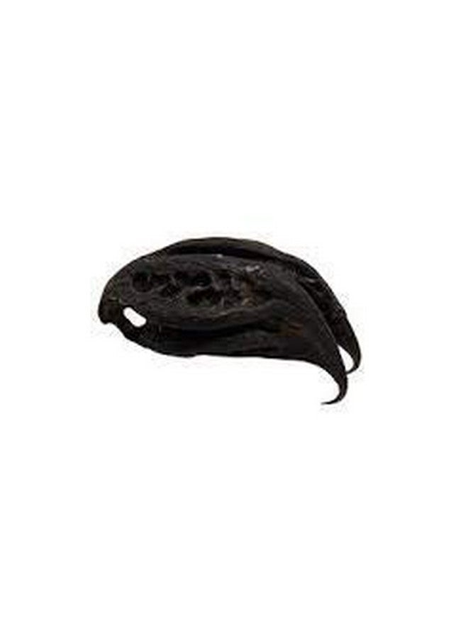 Pmw Baghi Nakhi Bichhu Phal - Kaknasa Martynia Annua 25 Pieces. - Image 5