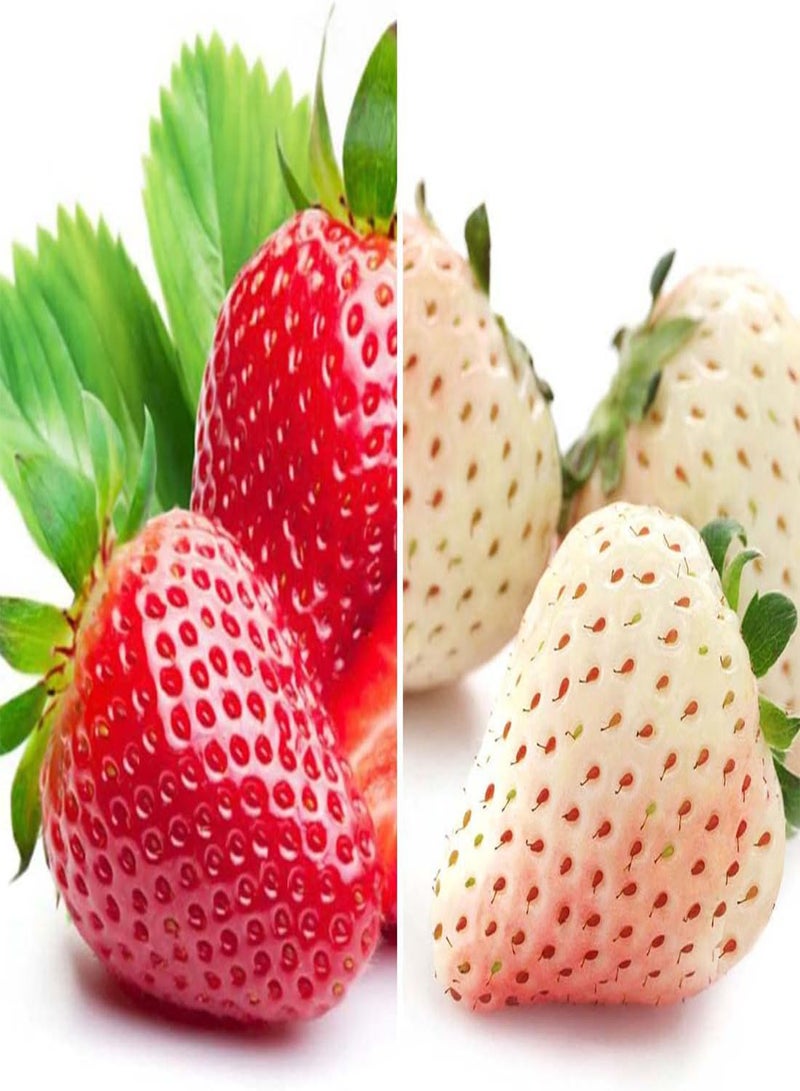 جي جوت بذور فاكهة الفراولة البيضاء الألبية - فراجاريا فيسكا، المعروفة أيضًا باسم فراولة الغابات "الروح البيضاء"، زراعة منزلية بواسطة شعلة ثقيلة، 30 بذرة - Image 1