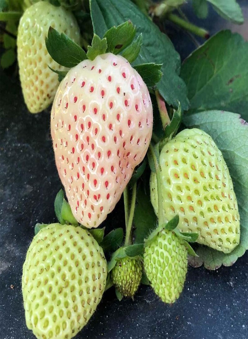 جي جوت بذور فاكهة الفراولة البيضاء الألبية - فراجاريا فيسكا، المعروفة أيضًا باسم فراولة الغابات "الروح البيضاء"، زراعة منزلية بواسطة شعلة ثقيلة، 30 بذرة - Image 3