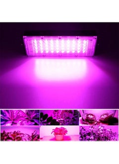 NIBEMINENT Indoor Plant Growing Lamp Full Spectrum LED Grow Light for Succulents Mini Bonsai  - Image 2