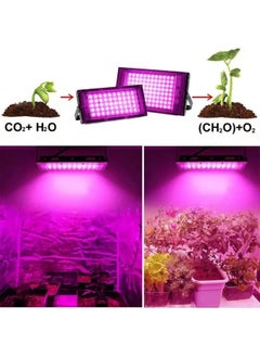 NIBEMINENT Indoor Plant Growing Lamp Full Spectrum LED Grow Light for Succulents Mini Bonsai  - Image 3