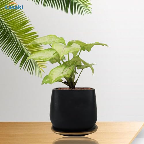 Lasaki Pearl Medium Black Gold Ceramic Pot with Bottom Tray/Plate for Pots | Flower Plant Gamla for Indoor, Outdoor, Garden Decoration, Balcony & Office (L-15 X W-15 X H-13.5 Cm) - Image 3