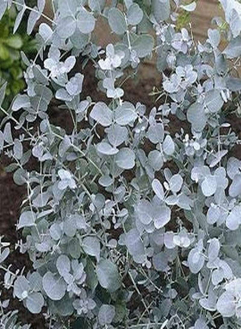 جي جوت 100 قطعة من بذور الأوكالبتوس للزراعة الخارجية وأشجار المناظر الطبيعية وإضفاء الخضرة على الطرق وأشجار زخرفية جذابة لخلق بيئة جميلة - Image 2