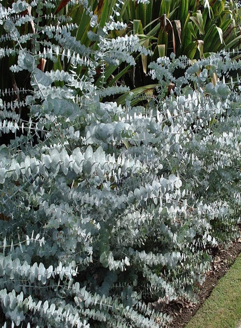 جي جوت 100 قطعة من بذور الأوكالبتوس للزراعة الخارجية وأشجار المناظر الطبيعية وإضفاء الخضرة على الطرق وأشجار زخرفية جذابة لخلق بيئة جميلة - Image 1