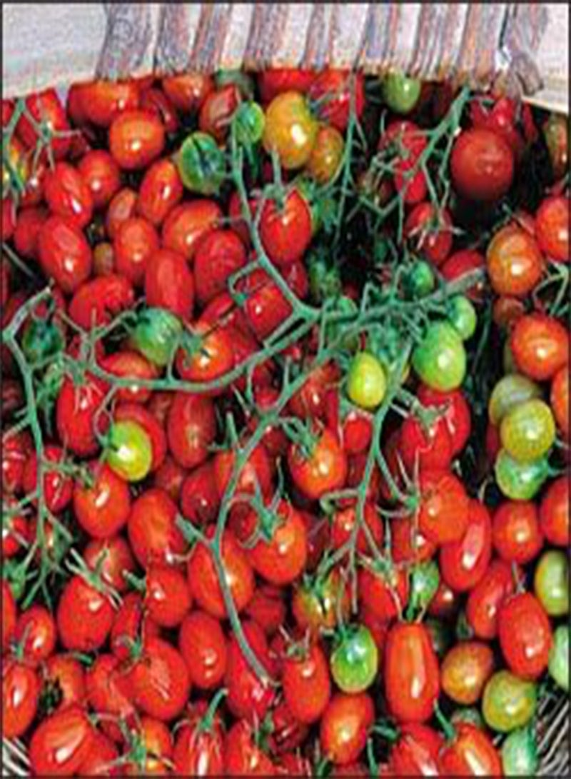 GGOOT Tomato Cherry Roma 100 Seeds