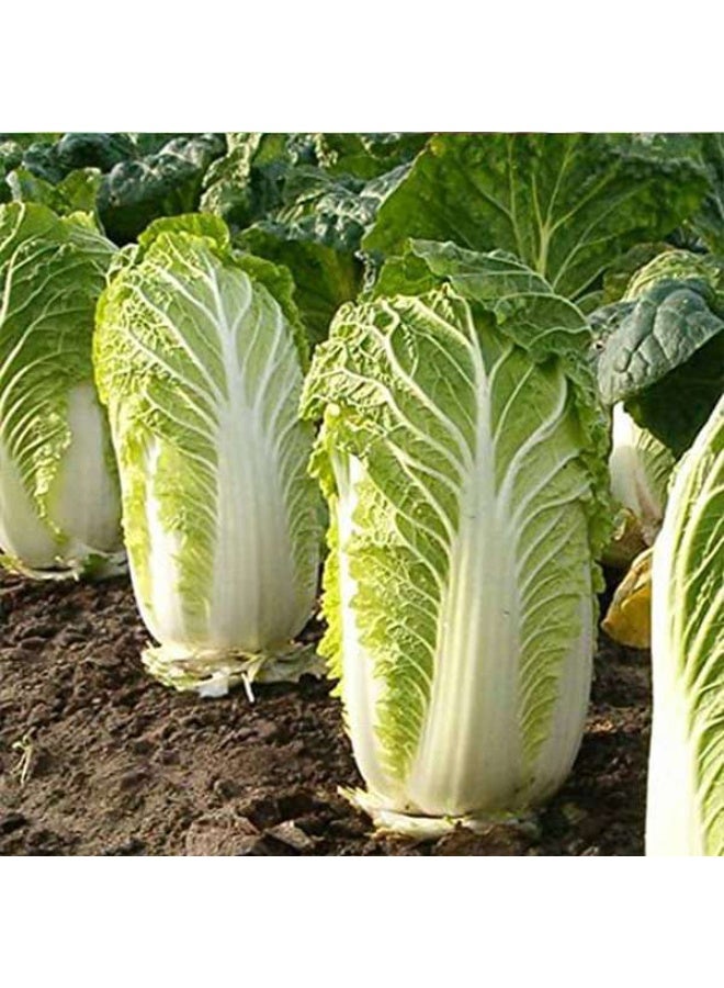 Cabbage Chinese Wong Bok Vegetable Seeds
