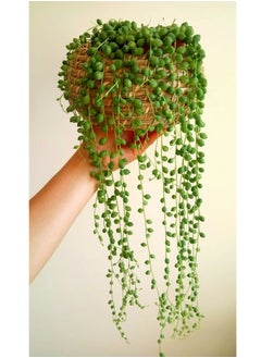 3OUD Plant House String Of Pearls 