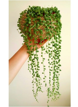 String Of Pearls - pzsku/ZD3FF6614FC8E9A0F7B7CZ/45/_/1723202703/152365a6-db2f-4a86-8b0f-313e6ca81a2d