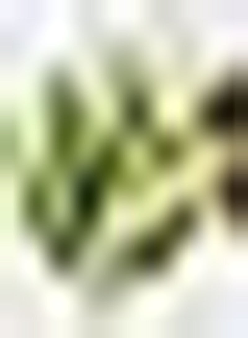 GGOOT 30Stück Bitterkürbissamen Zum Anpflanzen von gesundem attraktivem Gemüse frisch schnelles Wachstum anpassungsfähig bringen Sie Farbe in Ihren Hausgarten - Image 1