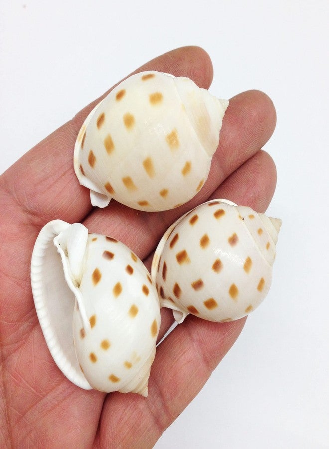 PEPPERLONELY 10PC Japanese Bonnet Shells, Beach Decor & Crafts, 1-1/2 Inch ~ 2 Inch - Image 3