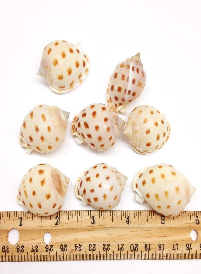 PEPPERLONELY 10PC Japanese Bonnet Shells, Beach Decor & Crafts, 1-1/2 Inch ~ 2 Inch - Image 4