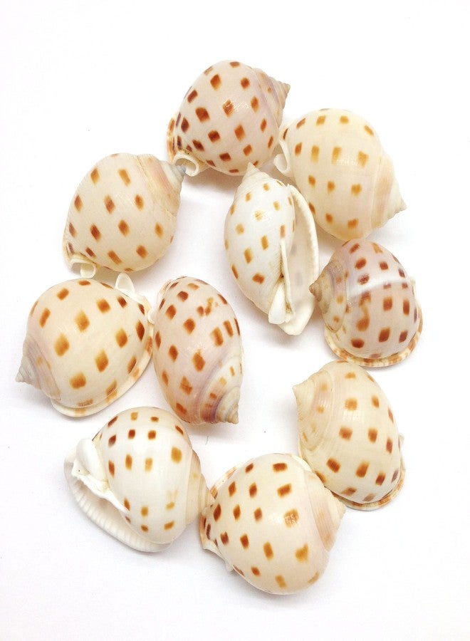 PEPPERLONELY 10PC Japanese Bonnet Shells, Beach Decor & Crafts, 1-1/2 Inch ~ 2 Inch - Image 1