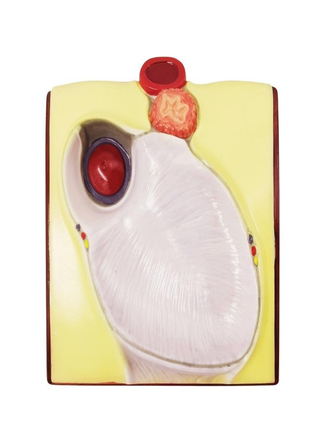 Generies Life Size Human Heart Model,2-Parts 1:1 Anatomical Heart Model On Diaphragm and Pericardium Base,34 Anatomical Structures Teaching Science Models for Classroom and Cardiology Study - Image 5