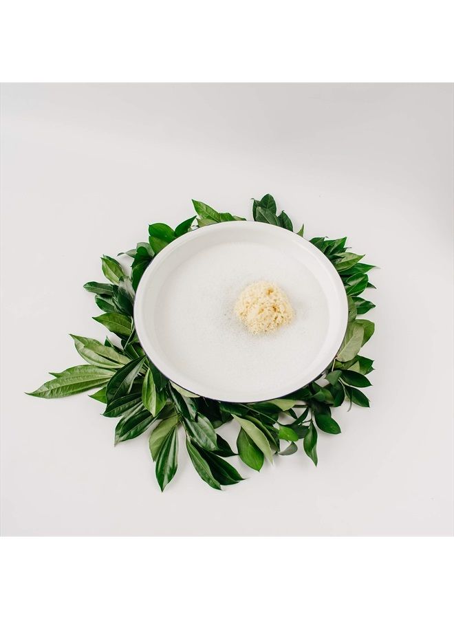 KYTE BABY إسفنجة بحرية طبيعية من كايت بيبي، 4 إلى 5 بوصات - Image 3