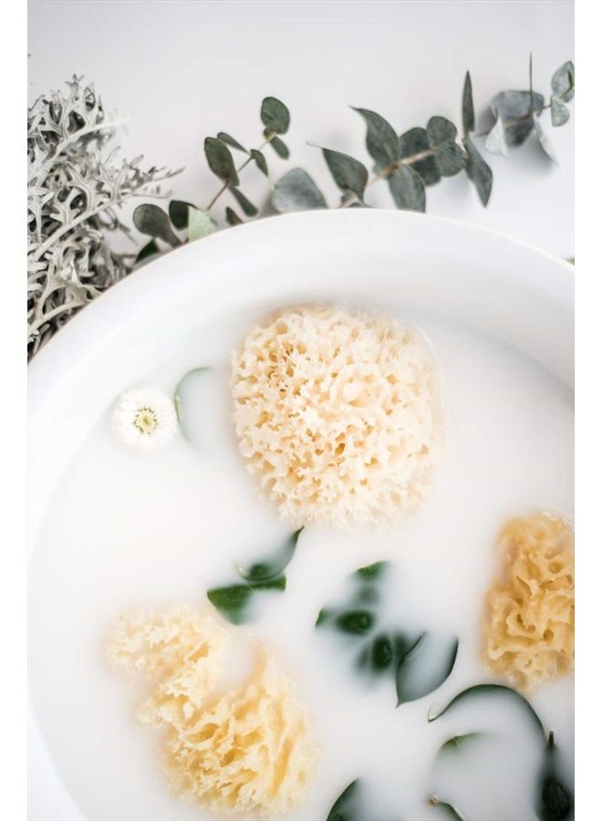 KYTE BABY إسفنجة بحرية طبيعية من كايت بيبي، 4 إلى 5 بوصات - Image 5