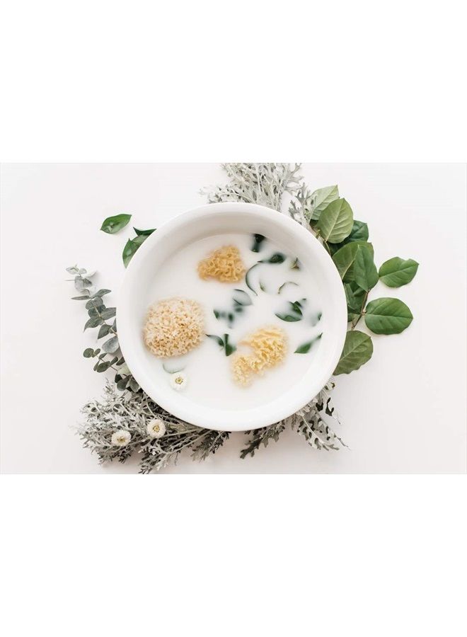 KYTE BABY إسفنجة بحرية طبيعية من كايت بيبي، 4 إلى 5 بوصات - Image 4